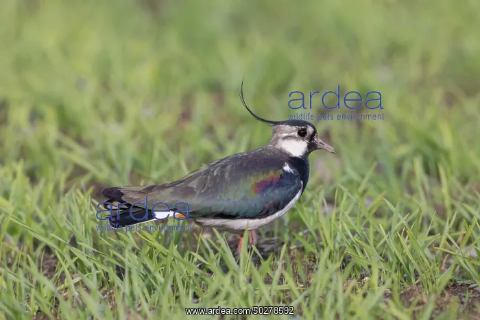 : Northern Lapwing male : Northern Lapwing male