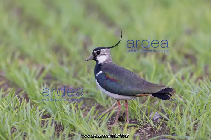  : Northern Lapwing male