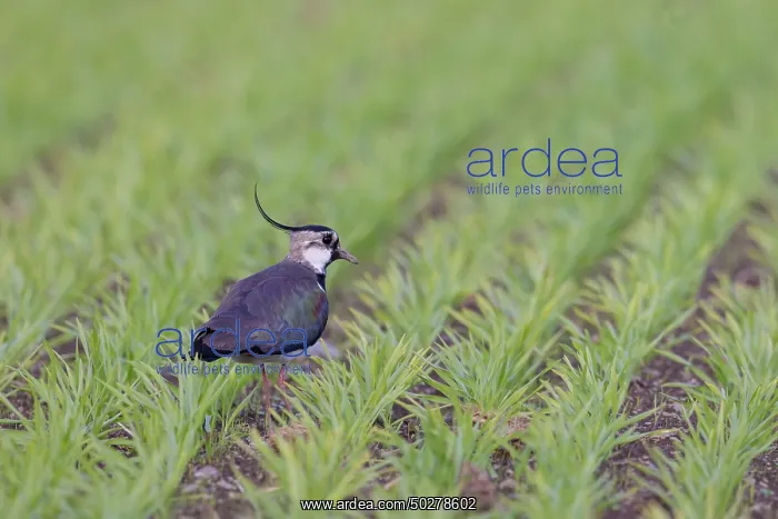 : Northern Lapwing male : Northern Lapwing male