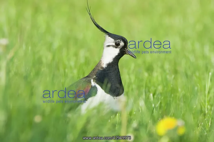 : Northern Lapwing - Male in breeding season : Northern Lapwing - Male in breeding season
