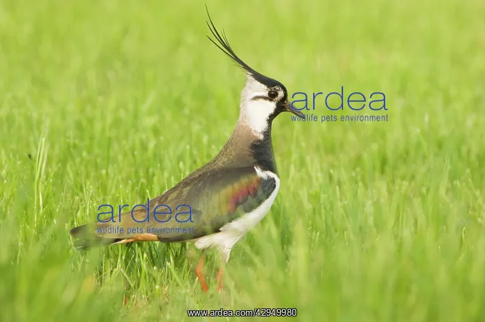 : Northern Lapwing - Male in breeding season : Northern Lapwing - Male in breeding season
