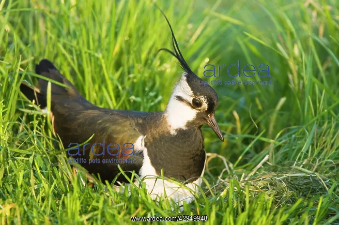 : Northern Lapwing - Male on nest : Northern Lapwing - Male on nest
