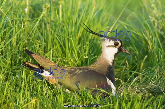 : Northern Lapwing - Male on nest : Northern Lapwing - Male on nest