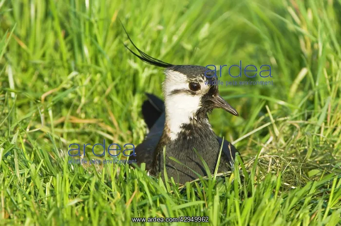 : Northern Lapwing - Male on nest : Northern Lapwing - Male on nest
