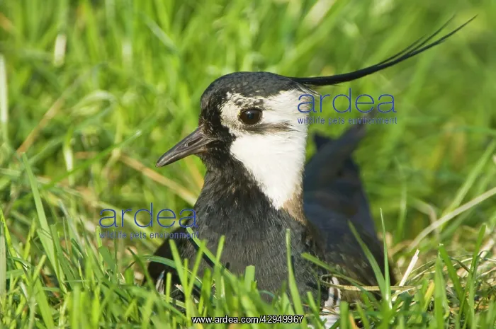 : Northern Lapwing - Male on nest : Northern Lapwing - Male on nest