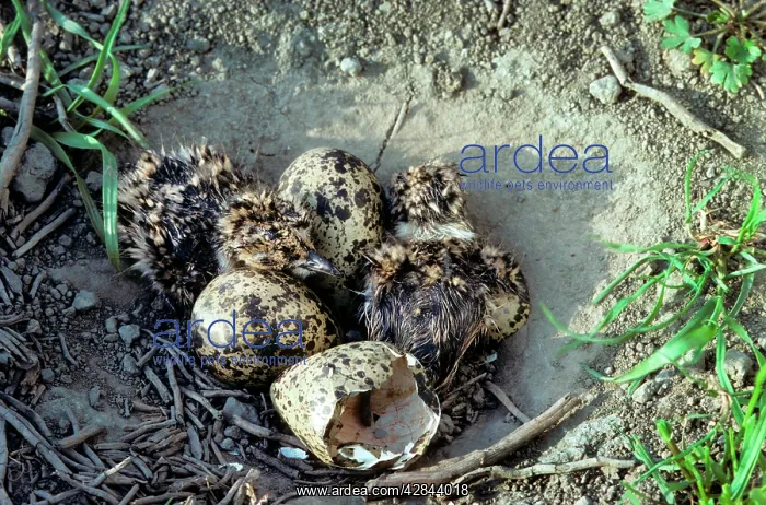 : Northern Lapwing - nest with chicks and eggs : Northern Lapwing - nest with chicks and eggs