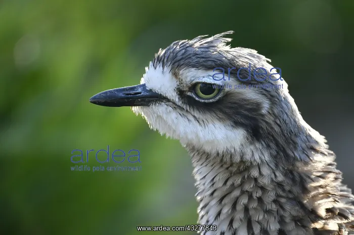 : Northern lapwing (Vanellus vanellus), animal portrait : Northern lapwing (Vanellus vanellus), animal portrait