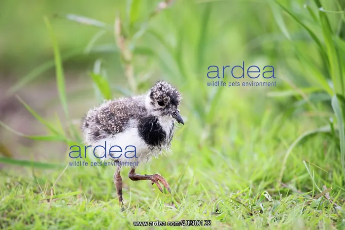 : Northern lapwing (Vanellus vanellus), young running : Northern lapwing (Vanellus vanellus), young running