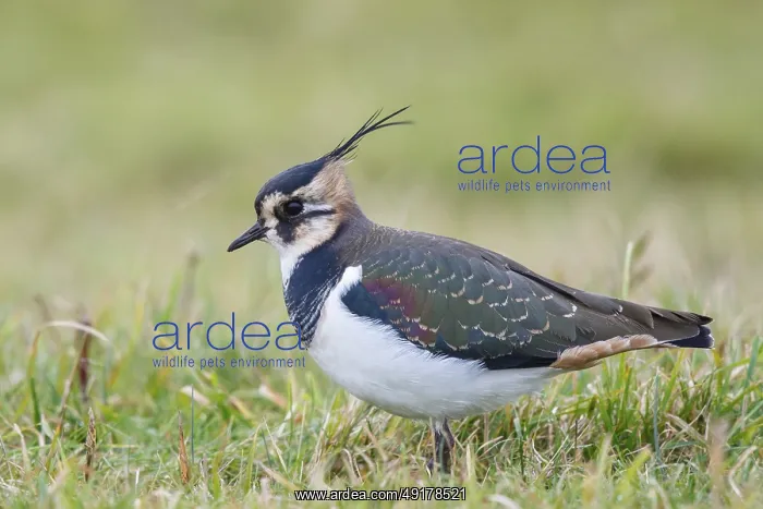 : Northern Lapwing (Vanellus vanellus) : Northern Lapwing (Vanellus vanellus)