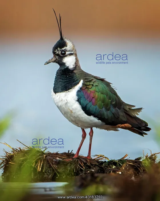 : Northern lapwing (Vanellus vanellus) foraging in : Northern lapwing (Vanellus vanellus) foraging in