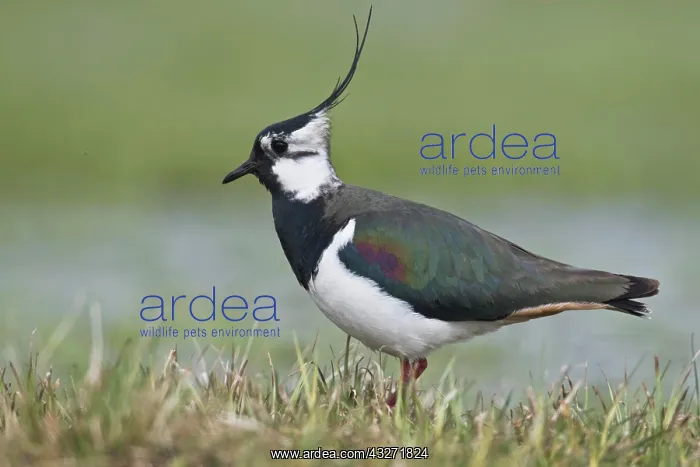 : Northern lapwing (Vanellus vanellus), Lower Saxony : Northern lapwing (Vanellus vanellus), Lower Saxony