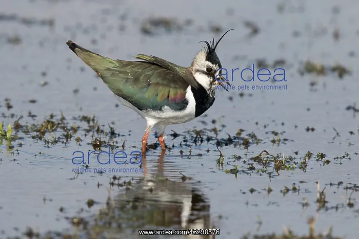 : Northern Lapwing (Vanellus vanellus) making cou : Northern Lapwing (Vanellus vanellus) making cou
