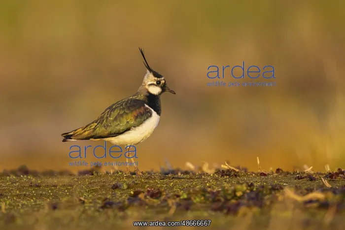 : Northern Lapwing (Vanellus vanellus), North : Northern Lapwing (Vanellus vanellus), North