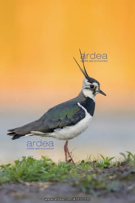 : Northern Lapwing (Vanellus vanellus), side view : Northern Lapwing (Vanellus vanellus), side view