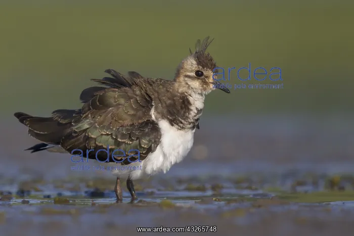 : Northern Lapwing (Vanellus vanellus) waking up : Northern Lapwing (Vanellus vanellus) waking up