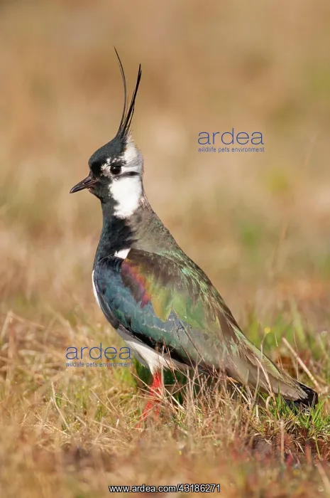 : Northern lapwing (Vanellus vanellus) in a wet meadow : Northern lapwing (Vanellus vanellus) in a wet meadow
