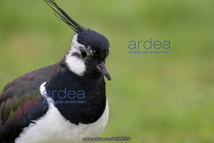 : Northern lapwing (Vanellus vanellus), on a wet meadow : Northern lapwing (Vanellus vanellus), on a wet meadow