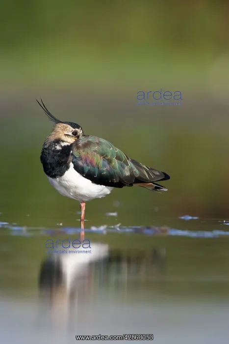 : Northern Lapwing - Waterlevel perspective of adult : Northern Lapwing - Waterlevel perspective of adult