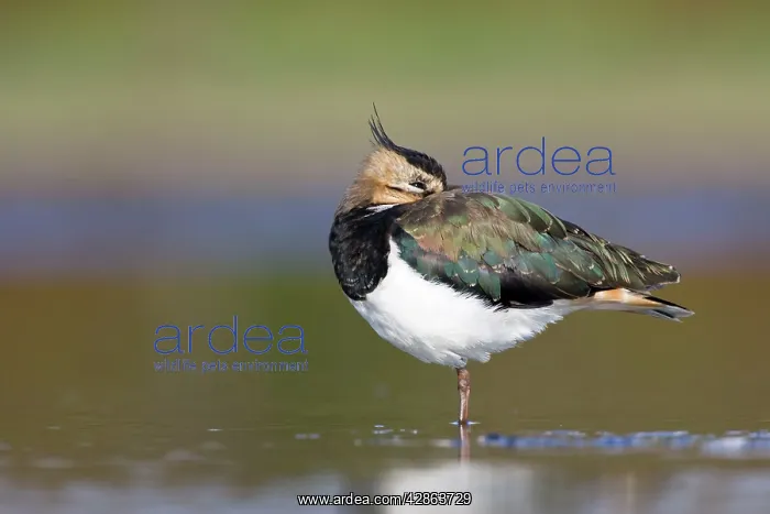 : Northern Lapwing - Waterlevel perspective of adult : Northern Lapwing - Waterlevel perspective of adult