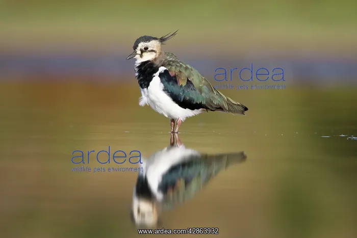 : Northern Lapwing - Waterlevel perspective of adult : Northern Lapwing - Waterlevel perspective of adult