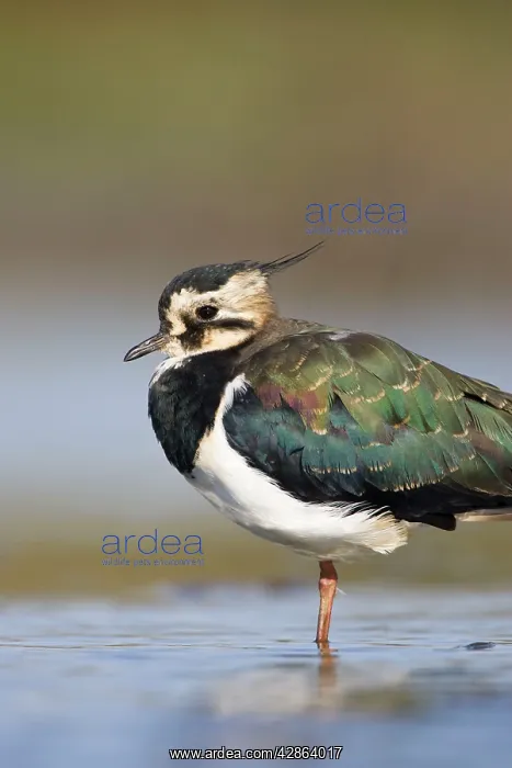 : Northern Lapwing - Waterlevel perspective of adult : Northern Lapwing - Waterlevel perspective of adult