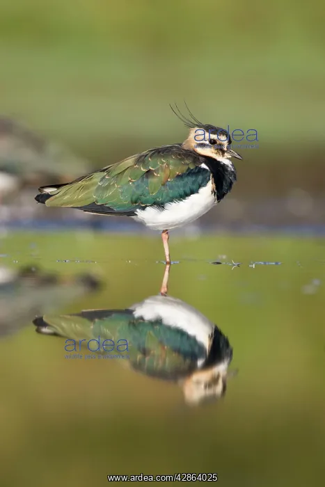 : Northern Lapwing - Waterlevel perspective of adult : Northern Lapwing - Waterlevel perspective of adult