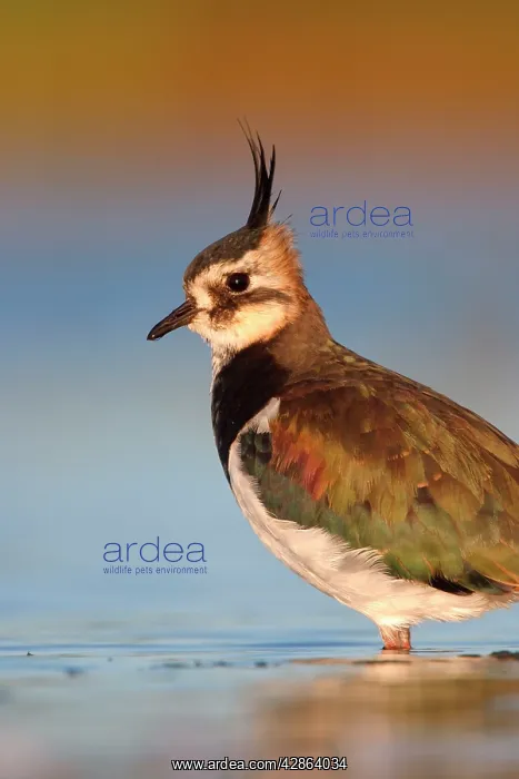 : Northern Lapwing - Waterlevel perspective of adult : Northern Lapwing - Waterlevel perspective of adult