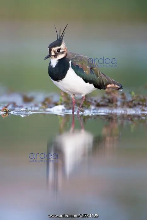 : Northern Lapwing - Waterlevel perspective of adult : Northern Lapwing - Waterlevel perspective of adult