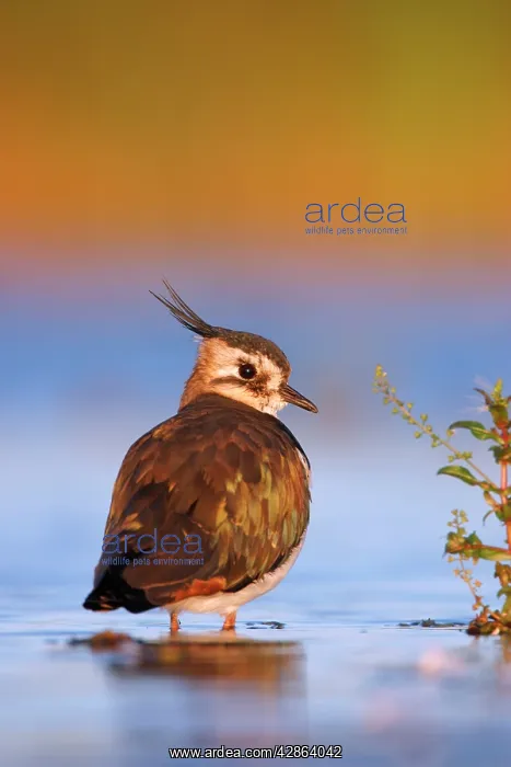 : Northern Lapwing - Waterlevel perspective of bird : Northern Lapwing - Waterlevel perspective of bird