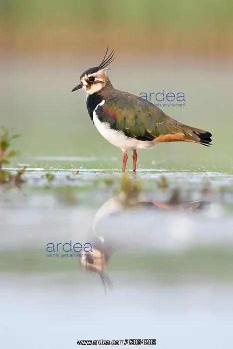 : Northern Lapwing - Waterlevel perspective of bird : Northern Lapwing - Waterlevel perspective of bird