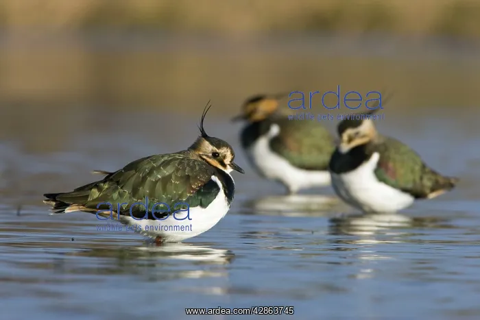 : Northern Lapwing - Waterlevel perspective of birds : Northern Lapwing - Waterlevel perspective of birds