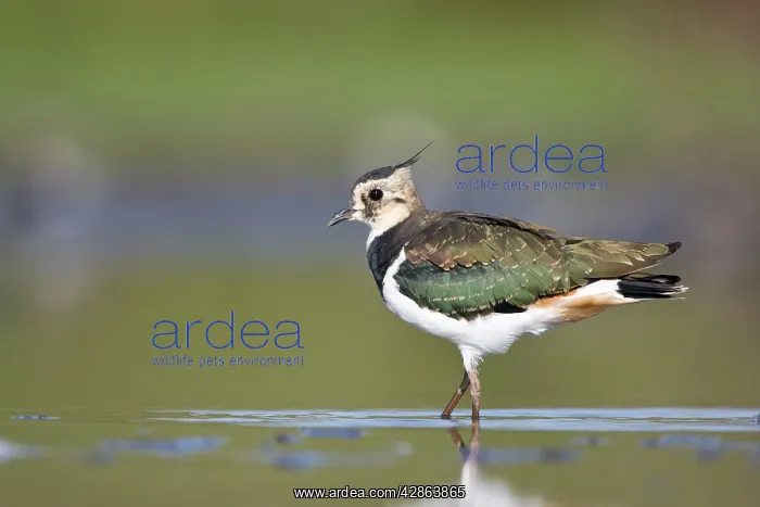 : Northern Lapwing - Waterlevel perspective of immature : Northern Lapwing - Waterlevel perspective of immature