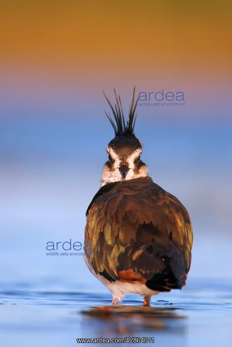 : Northern Lapwing - Waterlevel perspective, showing : Northern Lapwing - Waterlevel perspective, showing