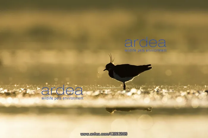 : Northern Lapwing - Waterlevel silhouette of bird : Northern Lapwing - Waterlevel silhouette of bird