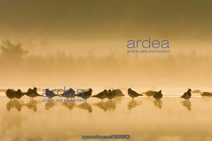 : Northern Lapwing - Waterlevel silhouette of birds : Northern Lapwing - Waterlevel silhouette of birds