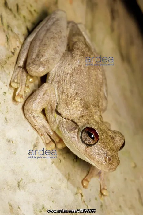 : Northern Laughing Treefrog : Northern Laughing Treefrog