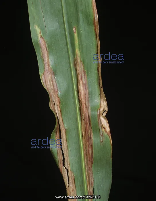  : Northern Leaf Blight on Sorghum leaf