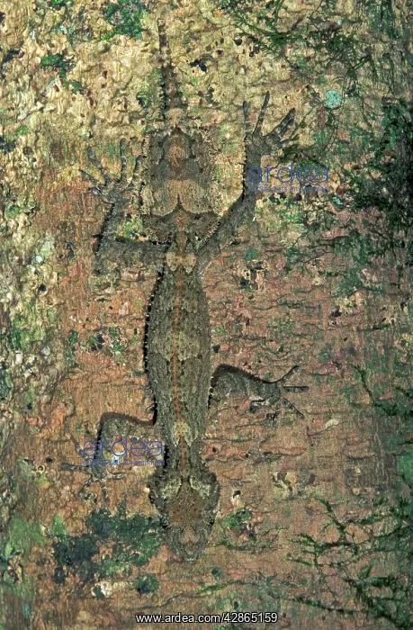 : Northern Leaf-tailed Gecko : Northern Leaf-tailed Gecko