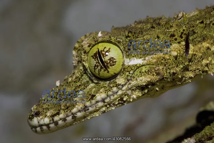 : Northern Leaf-tailed Gecko : Northern Leaf-tailed Gecko