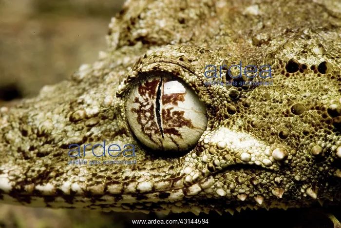: Northern leaf-tailed gecko : Northern leaf-tailed gecko
