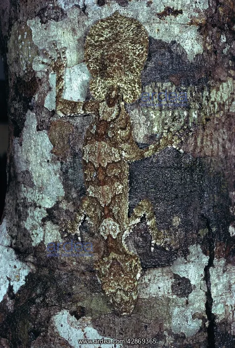 : Northern Leaf Tailed Gecko - Camouflaged against : Northern Leaf Tailed Gecko - Camouflaged against