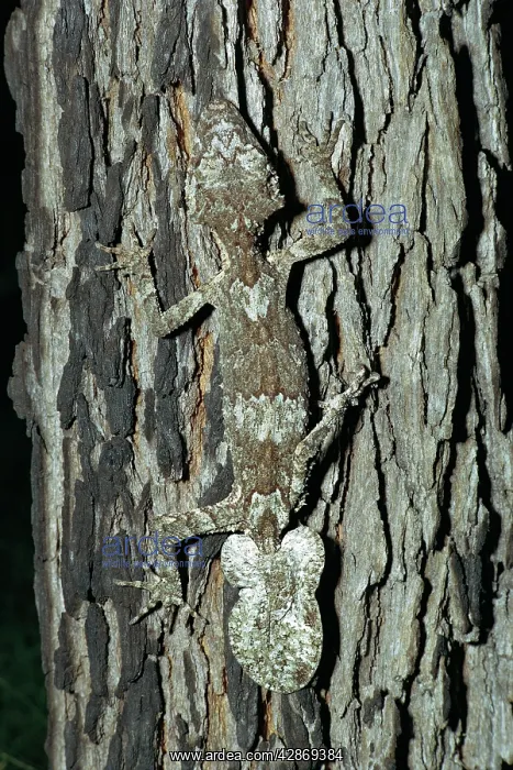 : Northern Leaf Tailed Gecko - Camouflaged against : Northern Leaf Tailed Gecko - Camouflaged against