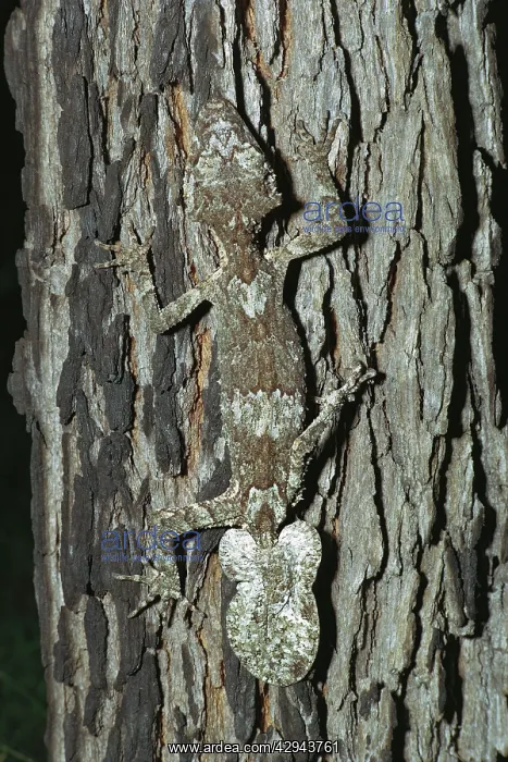 : Northern leaf-tailed gecko (Phyllurus cornutus) : Northern leaf-tailed gecko (Phyllurus cornutus)