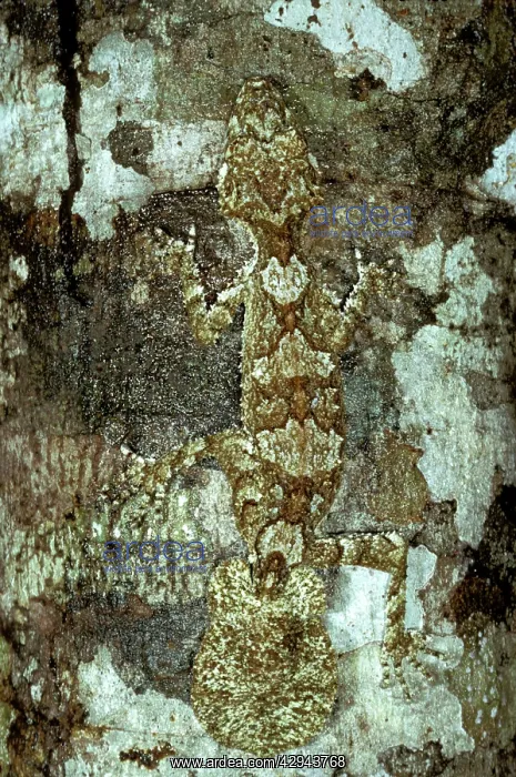 : Northern leaf-tailed gecko (Phyllurus cornutus) : Northern leaf-tailed gecko (Phyllurus cornutus)