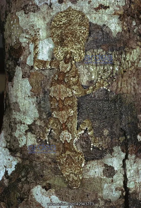 : Northern leaf-tailed gecko (Phyllurus cornutus) : Northern leaf-tailed gecko (Phyllurus cornutus)