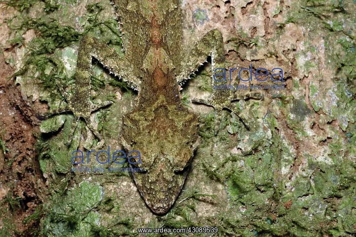 : Northern Leaftail Gecko in camouflage : Northern Leaftail Gecko in camouflage