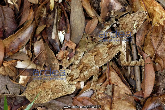 : Northern Leaftail Gecko (Saltuarius cornutus) : Northern Leaftail Gecko (Saltuarius cornutus)
