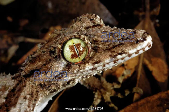 : Northern Leaftail Gecko (Saltuarius cornutus) : Northern Leaftail Gecko (Saltuarius cornutus)
