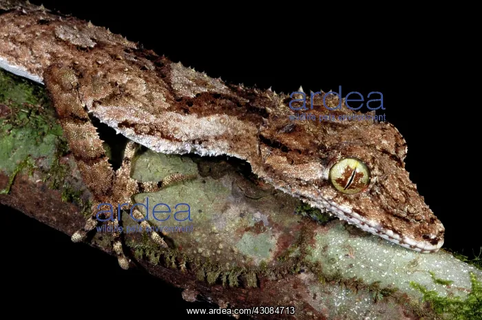 : Northern Leaftail Gecko (Saltuarius cornutus) : Northern Leaftail Gecko (Saltuarius cornutus)