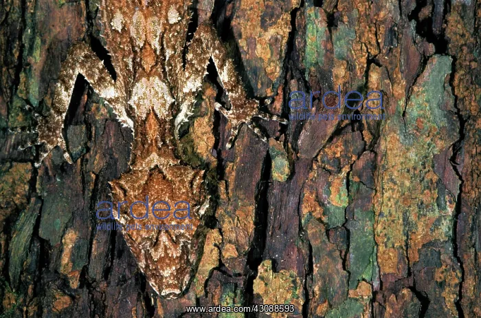 : Northern Leaftail Gecko (Saltuarius cornutus) : Northern Leaftail Gecko (Saltuarius cornutus)